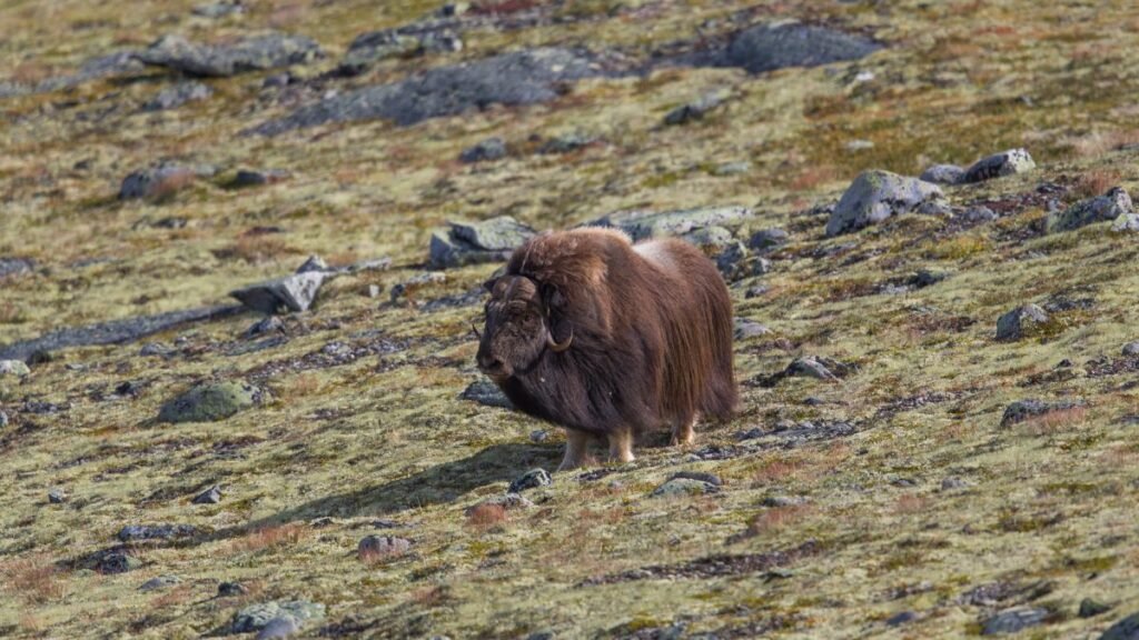 Egy keleti pézsmatulok áll a zöldellő, köves tájon, szőrzete dús és barna.