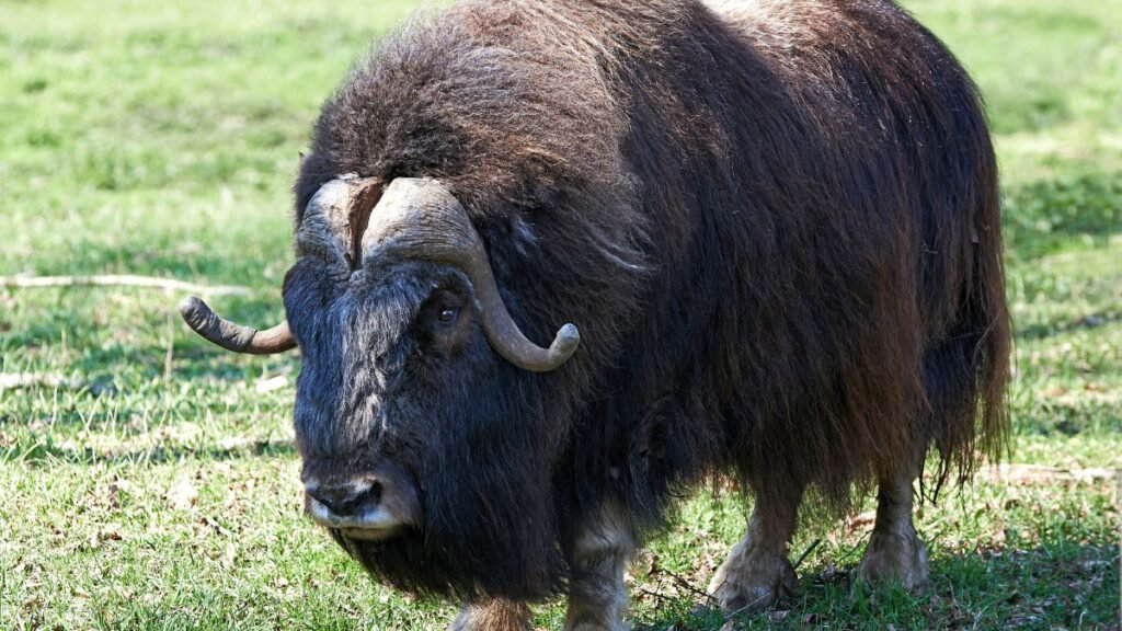 Egy keleti pézsmatulok áll a zöld fűben, hosszú szőrrel és jellegzetes agancsokkal.