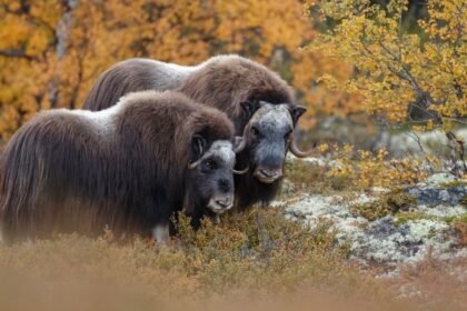 Két keleti pézsmatulok egy gyönyörű őszi tájban, színes falevelek között.