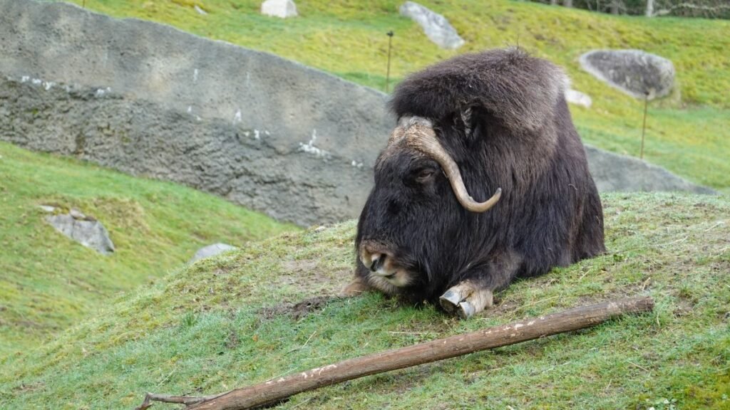 Egy keleti pézsmatulok pihen a zöld fűben, háttérben sziklák.