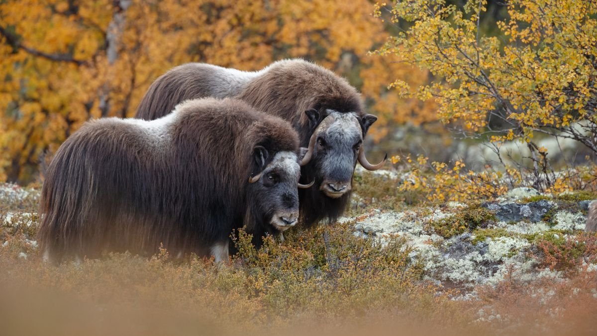 Két keleti pézsmatulok egy gyönyörű őszi tájban, színes falevelek között.
