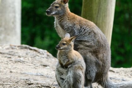 Két kenguru áll egy fás területen, az egyik felnőtt, a másik fiatal.