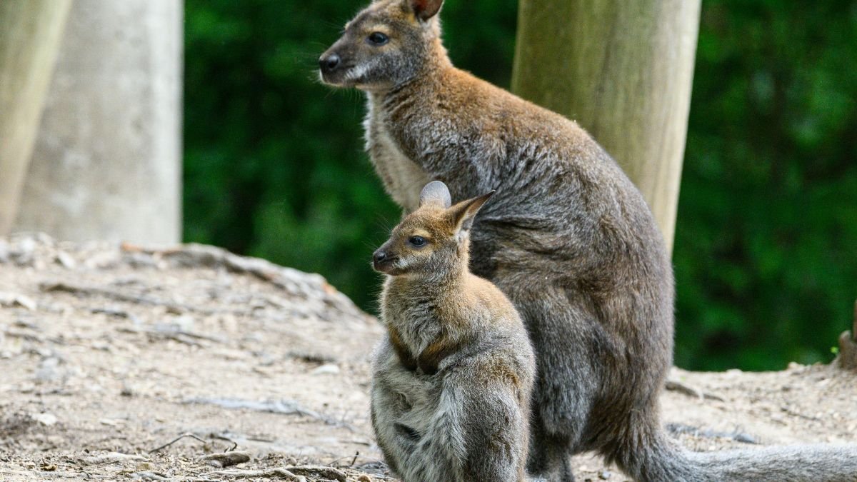 Két kenguru áll egy fás területen, az egyik felnőtt, a másik fiatal.