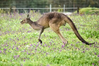 Egy kenguru sétál egy virágos réten, körülötte zöld fű és lila virágok.