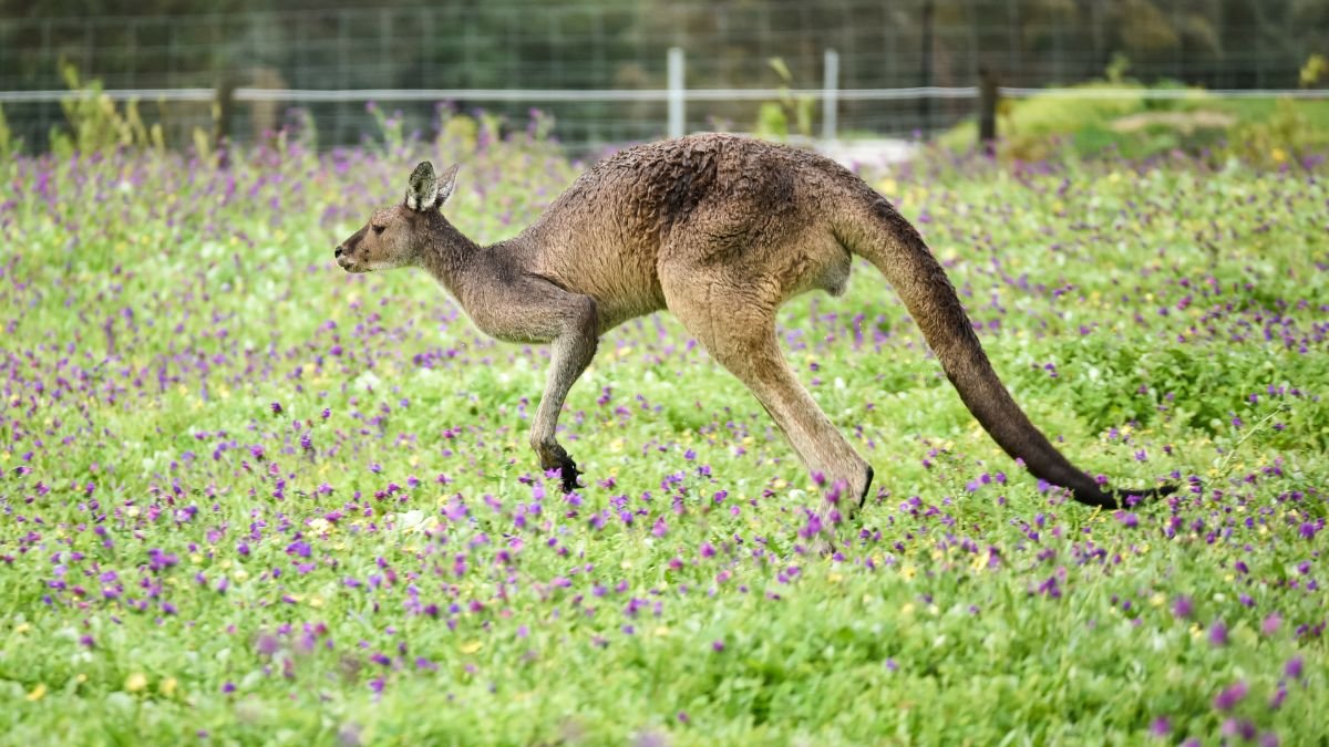 Egy kenguru sétál egy virágos réten, körülötte zöld fű és lila virágok.