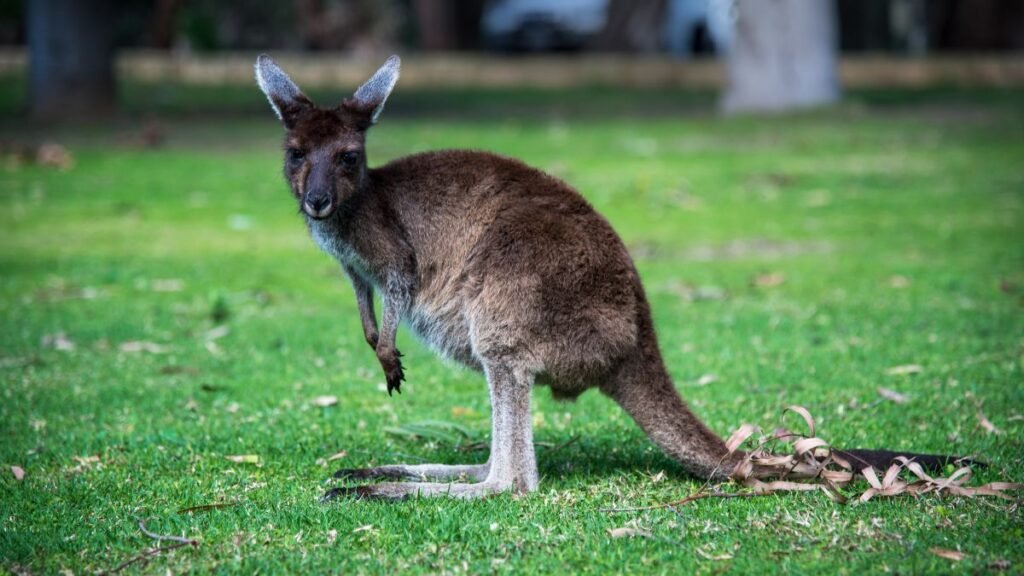 Egy kenguru áll a zöld fűben, lábát felemelve, érdeklődve néz körül.