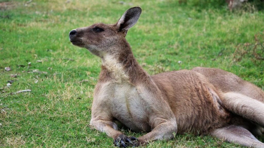 Egy kenguru fekszik a zöld fűben, nyugodt és figyelmes.