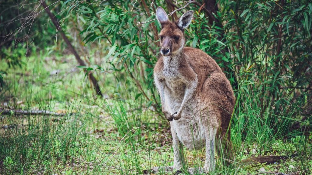 Egy kenguru áll a zöld fűben, körülötte növényekkel, természetes környezetben.