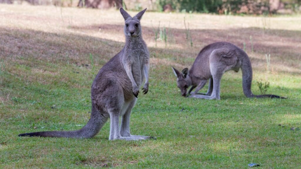 Két kenguru pihen a zöld fűben, az egyik állva néz, a másik a földet kutatja.