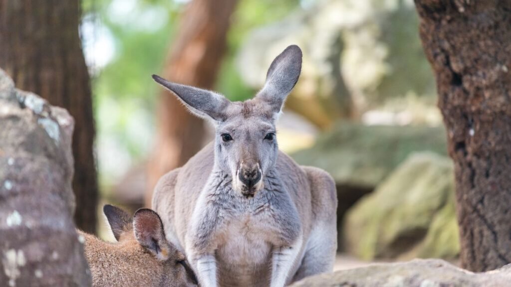 Két kenguru pihen egy fás környezetben, az egyik a másik mellett fekszik.
