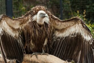 Egy keselyű, széles szárnyakkal, fák között ülve, természetes környezetben.