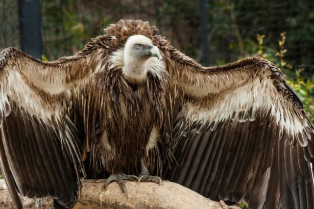Egy keselyű, széles szárnyakkal, fák között ülve, természetes környezetben.