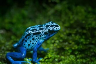 Egy színes, kék béka, fekete foltokkal, zöld mohán ülve.