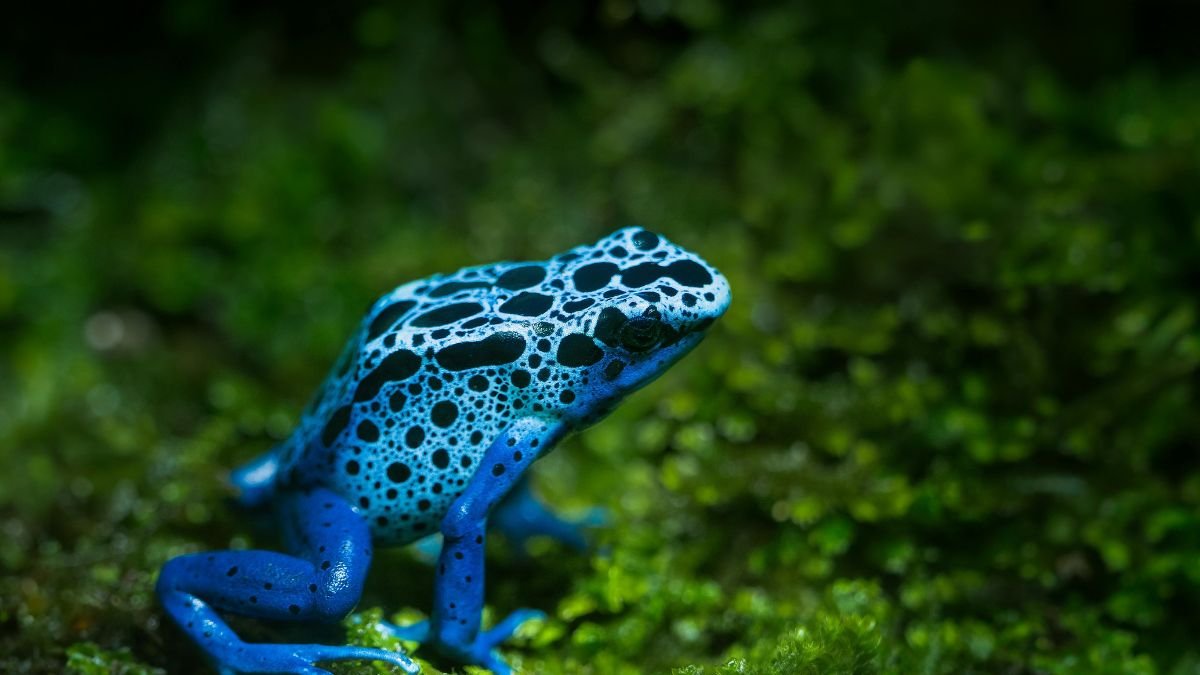 Egy színes, kék béka, fekete foltokkal, zöld mohán ülve.