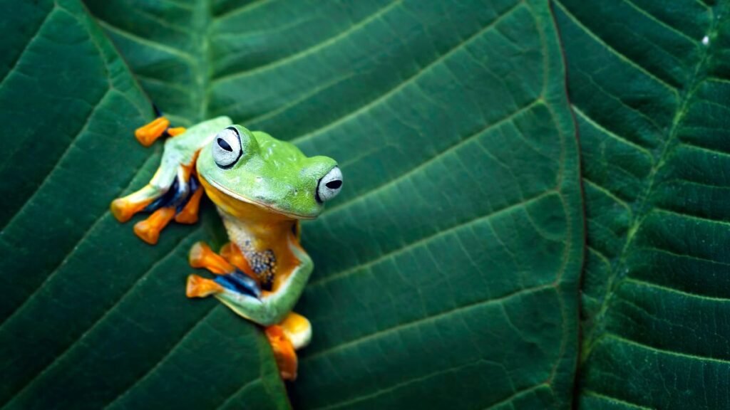 Egy színes béka pihen egy nagy zöld levélen, élénk színekben.