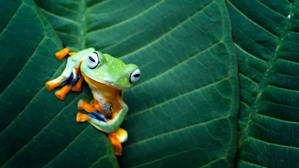 Egy színes béka pihen egy nagy zöld levélen, élénk színekben.
