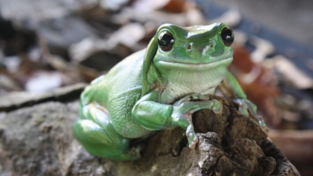 Zöld béka ül egy fán, élénk színével a természetben.