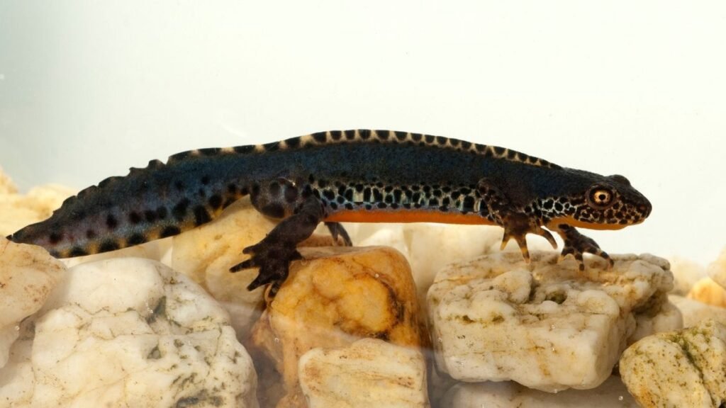 Egy kétéltű, színes gőte , köveken állva, víz alatt.