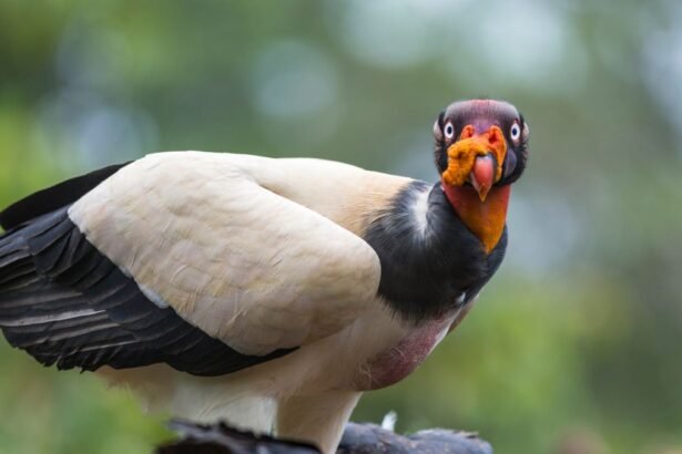 A királykeselyű, élénk színekben pompázó madár, figyelmesen néz a kamerába.