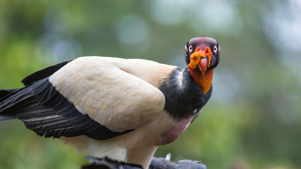 A királykeselyű, élénk színekben pompázó madár, figyelmesen néz a kamerába.