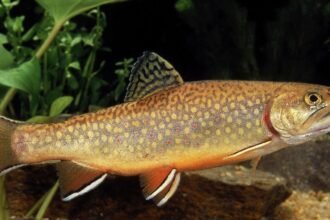 Egy színes lazacfajta úszik a vízben, gyönyörű mintázattal.