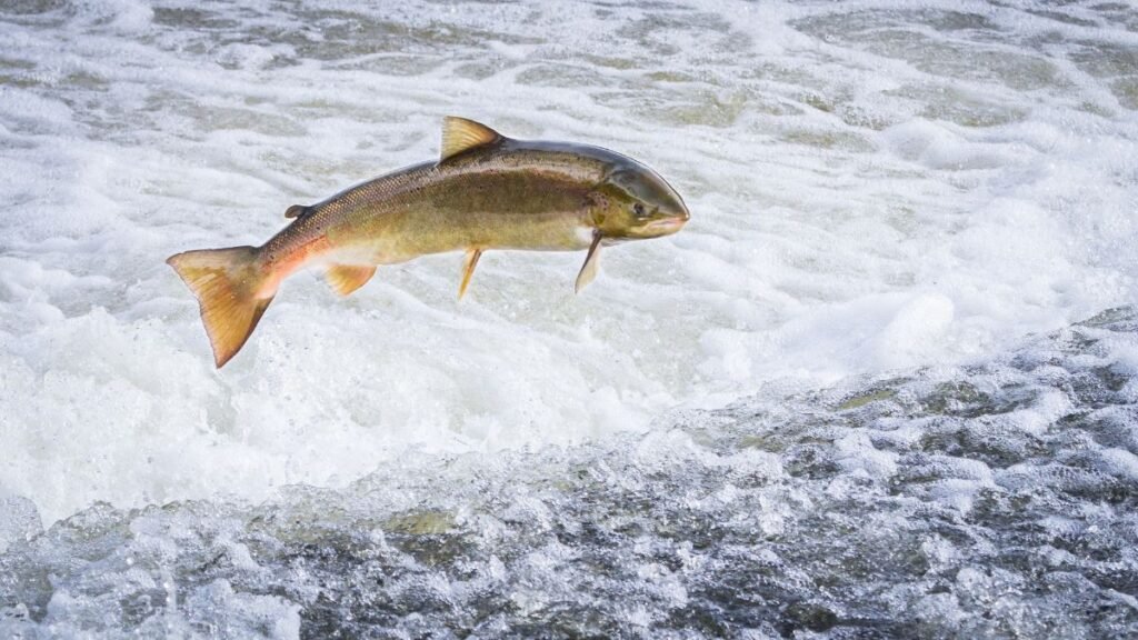 Egy lazac ugrik ki a vízből, a habos víz közepette.