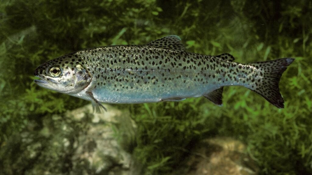 Egy lazacfélék közé tartozó hal úszik a vízben, zöld növények között.