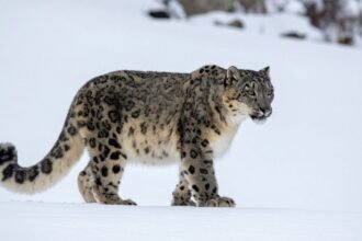 Egy hóban sétáló hópárduc, szürke bundáján fekete foltokkal.