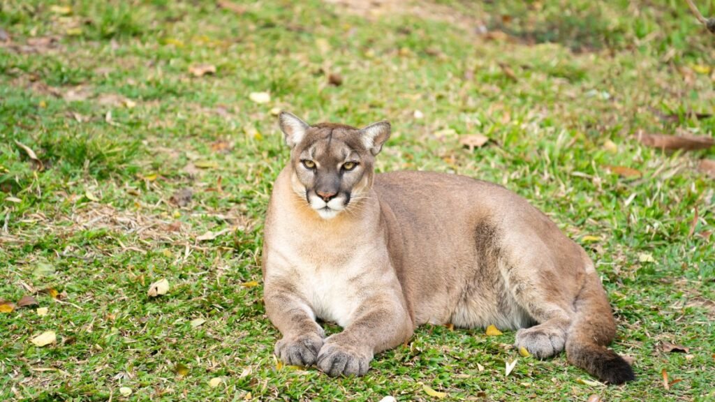 Egy puma fekszik a zöld fűben, figyelmesen néz a kamerába.