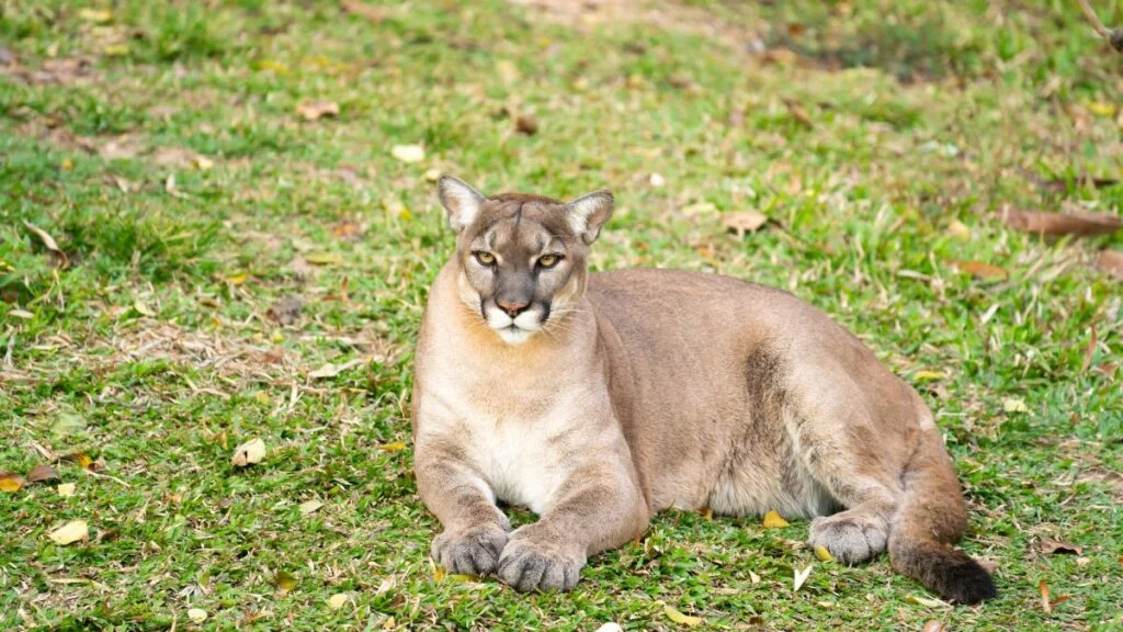 Egy puma fekszik a zöld fűben, figyelmesen néz a kamerába.