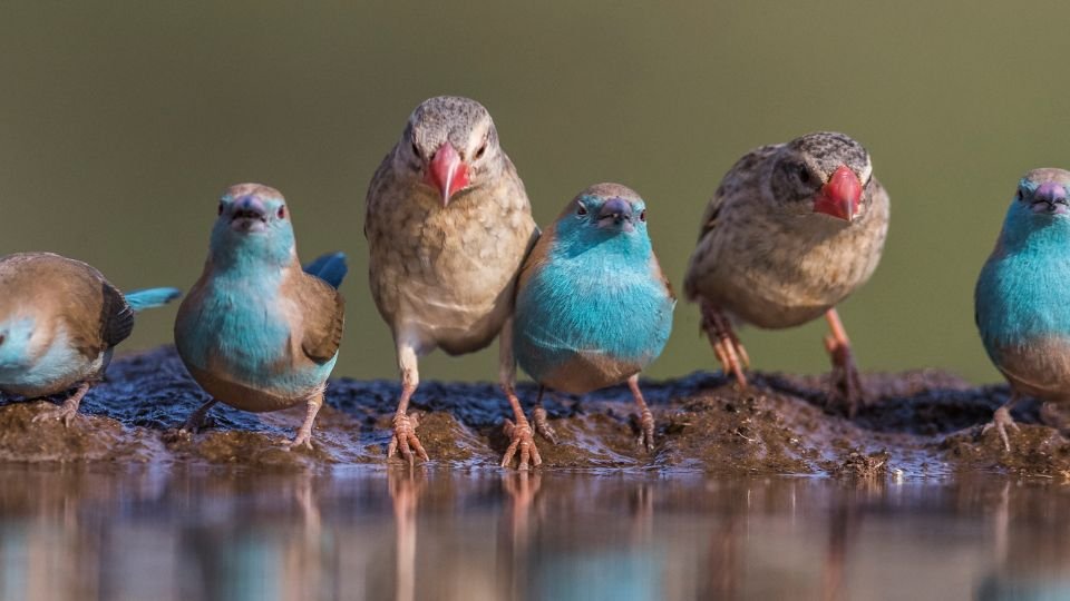 Több színes madár áll egy vízparton, élénk kék és barna tollazattal.
