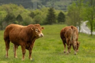 Két barna színű tehén legelészve egy zöld mezőn, háttérben fák és út.