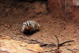 Egy menyétfélék közé tartozó állat, amely a földön ül, körülötte barna talaj és néhány ága.