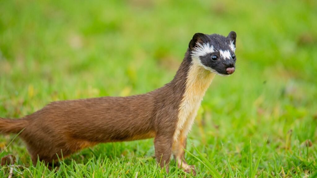 Egy menyétfélékhez tartozó állat, zöld fűben állva, figyelmesen néz körül.
