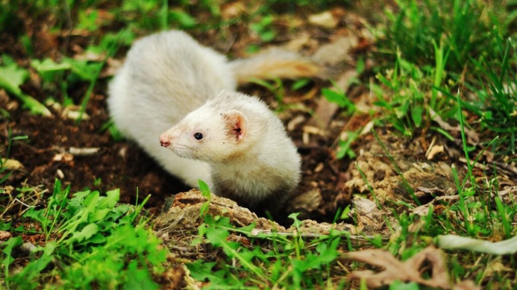 Egy fehér menyét a fűben, a földbe vájt lyuk közelében.