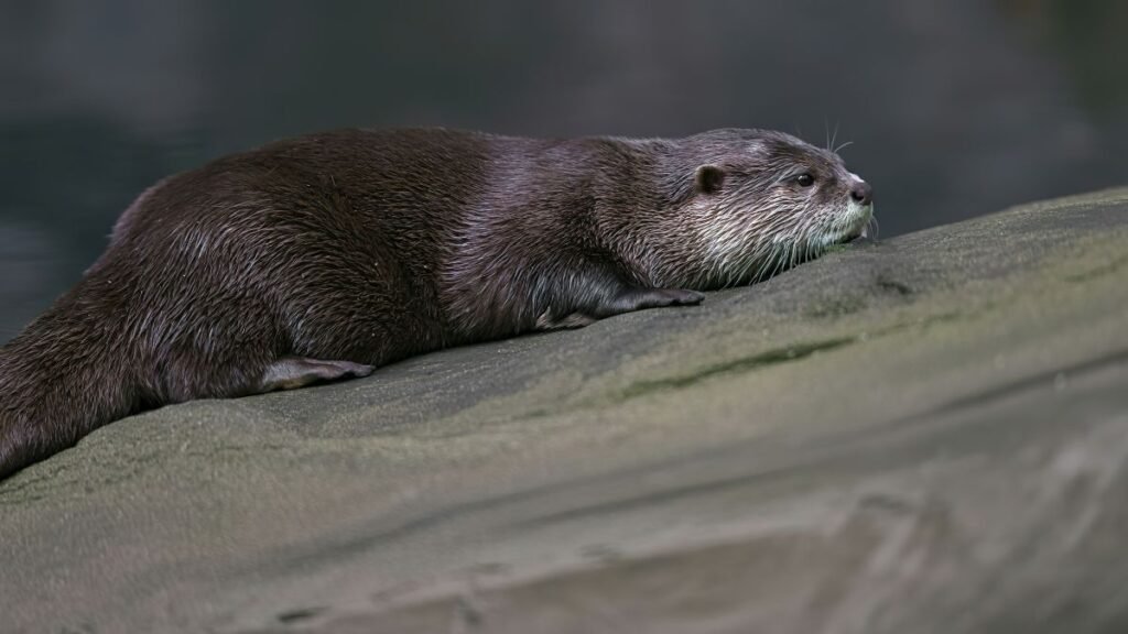 Egy menyétfélékhez tartozó állat pihen a vízparton, sima bundájával és figyelmes tekintetével.