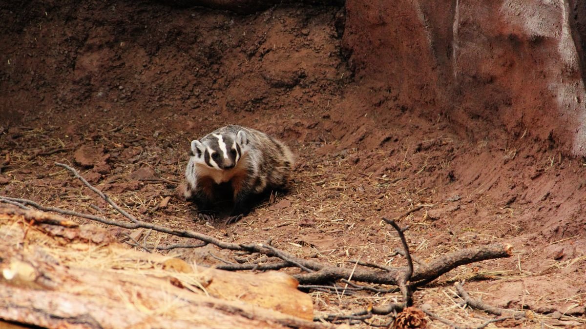 Egy menyétfélék közé tartozó állat, amely a földön ül, körülötte barna talaj és néhány ága.
