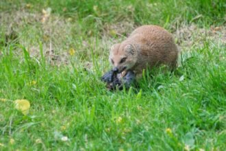 Egy mongúz fűben ülve, zsákmányát tartja a szájában.