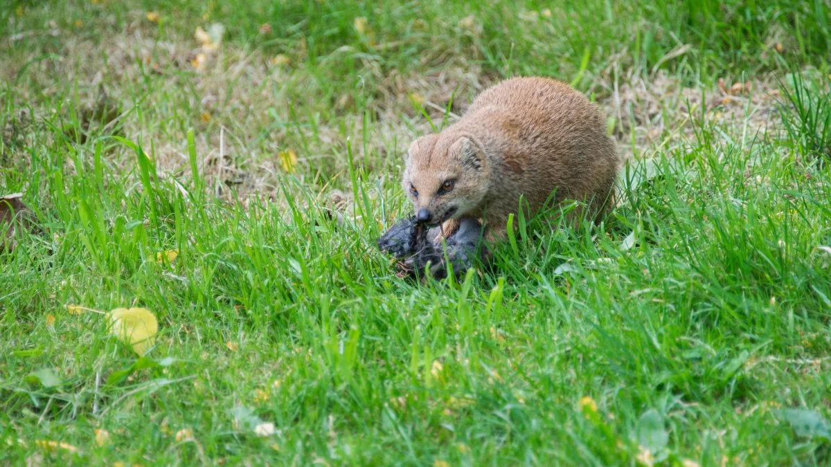 Egy mongúz fűben ülve, zsákmányát tartja a szájában.