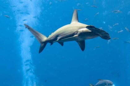 Nagy porolycapa Sphyrna mokarran