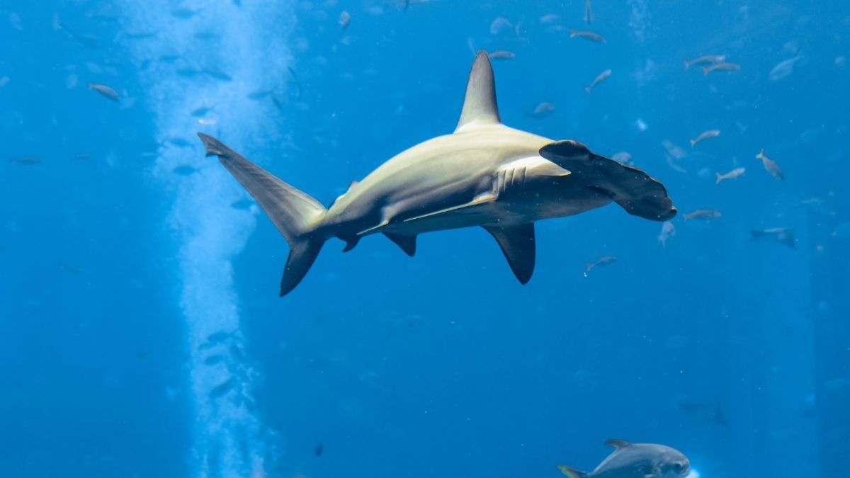 Nagy porolycapa Sphyrna mokarran