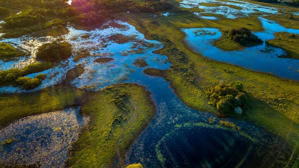 A Pantanal zöldellő tája, vízfelületekkel és gazdag növényzettel.