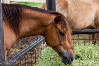 Egy ló étkezik a fűből, háttérben más lovakkal. Nyugodt, vidéki környezet.