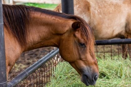 Egy ló étkezik a fűből, háttérben más lovakkal. Nyugodt, vidéki környezet.