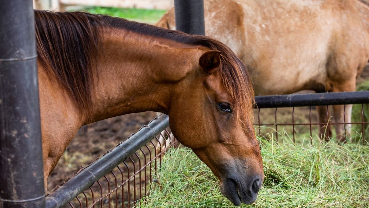 Egy ló étkezik a fűből, háttérben más lovakkal. Nyugodt, vidéki környezet.
