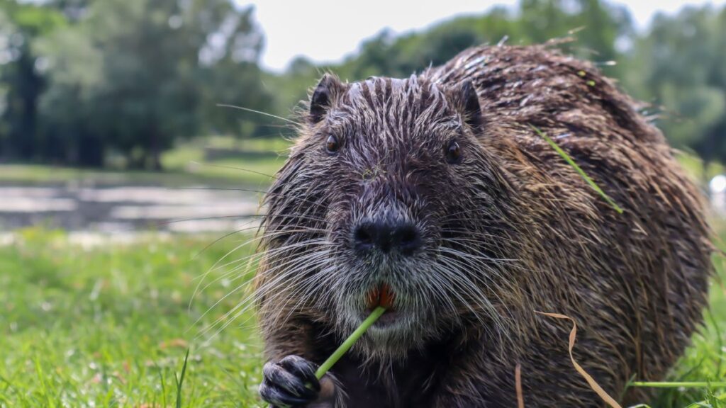Egy pézsmapocok fűt rágcsálva ül a zöld fűben, háttérben vízparttal.