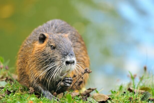 Egy pézsmapocok a vízparton, fűben ülve, éppen ételt fogyasztva.