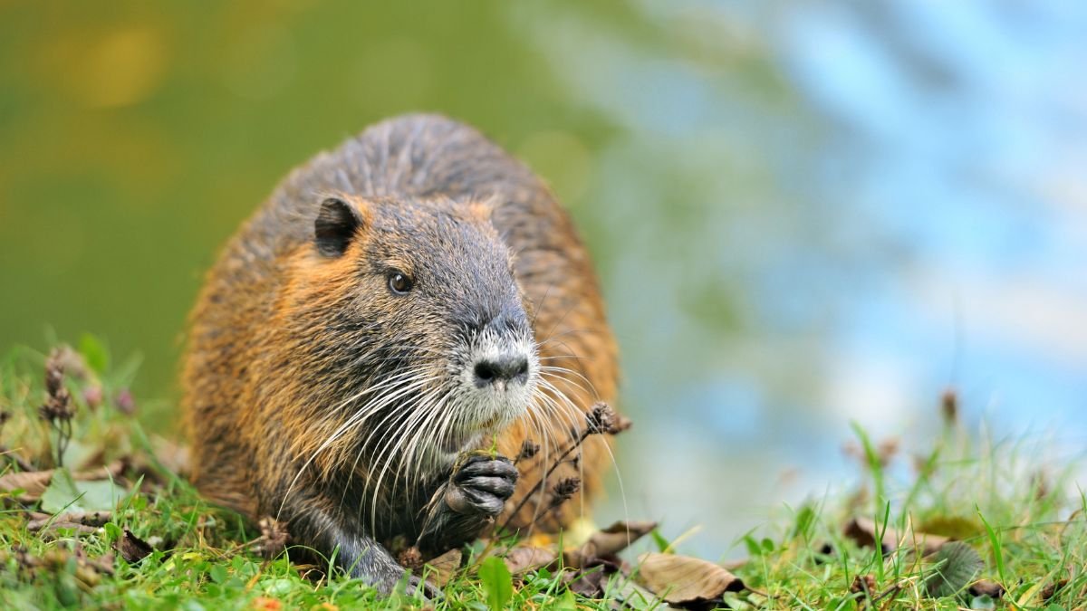 Egy pézsmapocok a vízparton, fűben ülve, éppen ételt fogyasztva.
