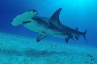 Pörölycápa úszik a tengerfenéken, tiszta vízben, körülötte algák.