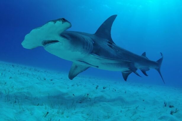 Pörölycápa úszik a tengerfenéken, tiszta vízben, körülötte algák.